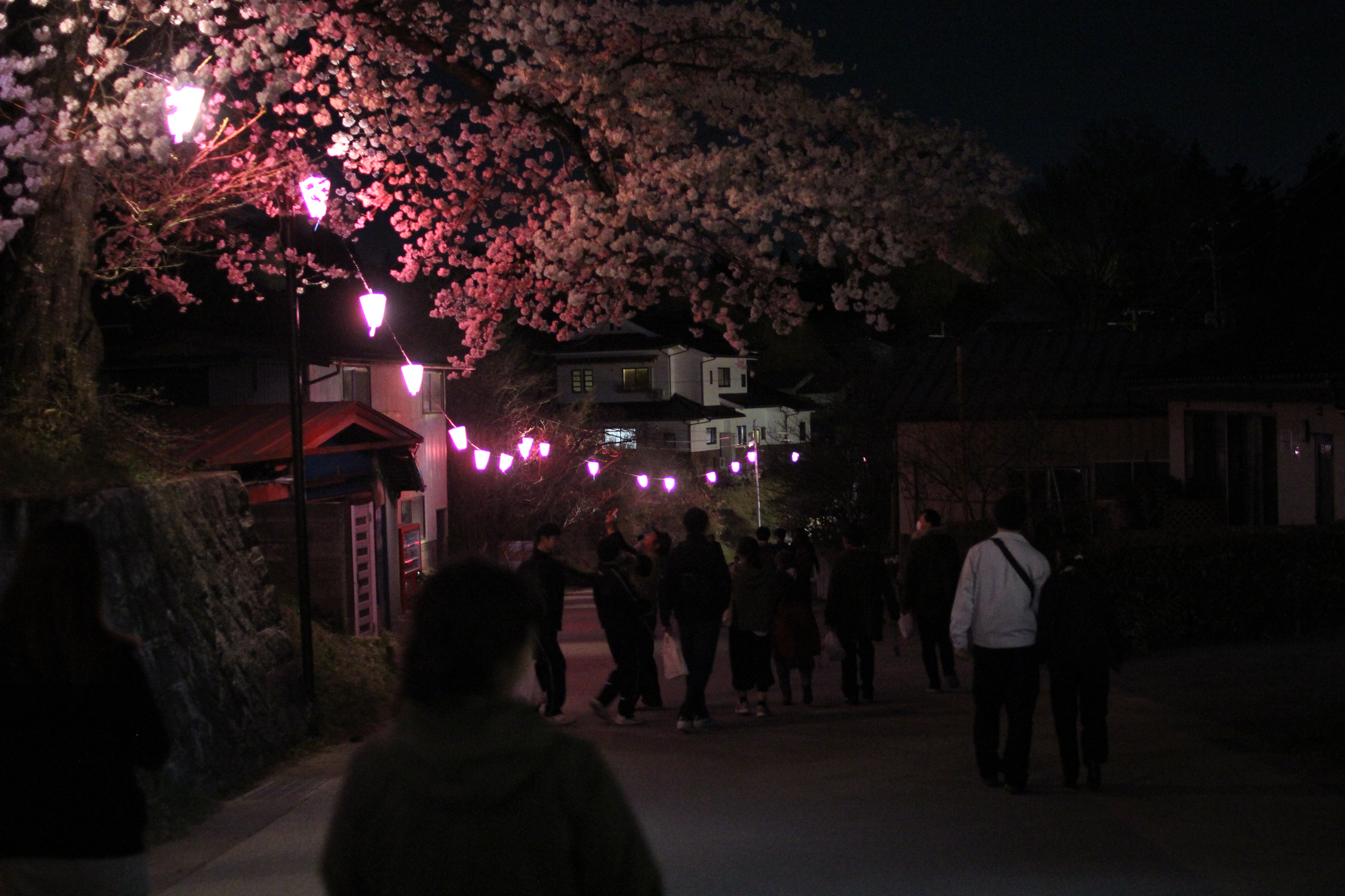 日本一有名なしだれ桜。「三春滝桜」を撮影してきた。